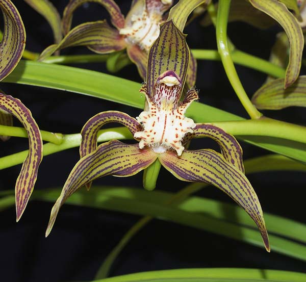 FIRST DIVISION:  Cym tracyanum Tambourine  ..........  Grown by S Laznicka