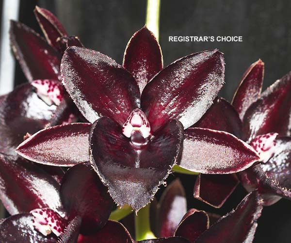 OPEN DIVISION: Fdk Beverly Davidson  ..........  Grown by M Willoughby and Oui Ju