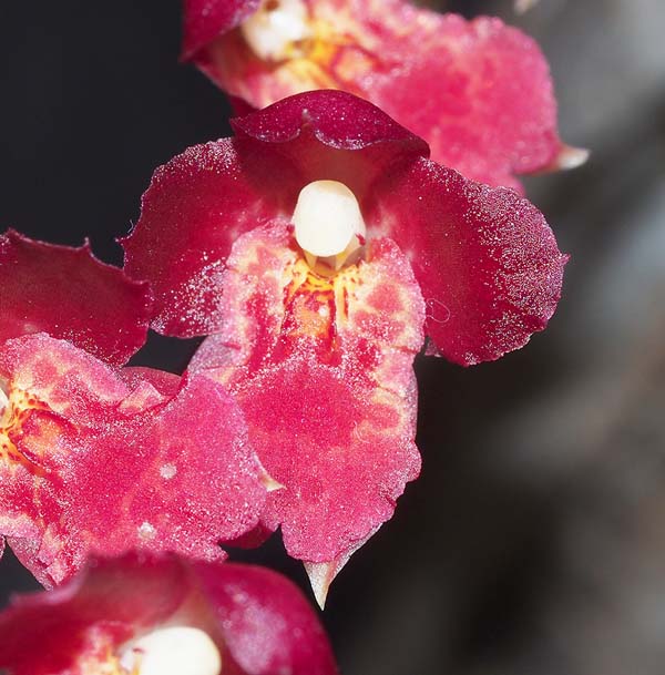 SECOND DIVISION:  Onc Lava Burst  ..........  Grown by M & M Vassello