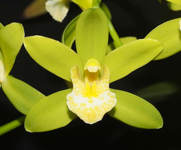 SECOND DIVISION:  Cym Katydid Veridian  .........  Grown by M Henschke