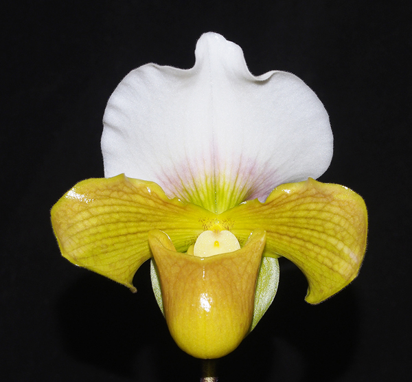 SEEDLING:  Paph Bishop Charles  ..........  Grown by J Seidel