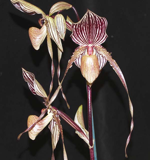 Paph St Swithin