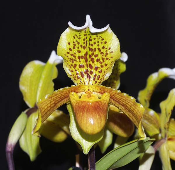 Paph insigne Roz