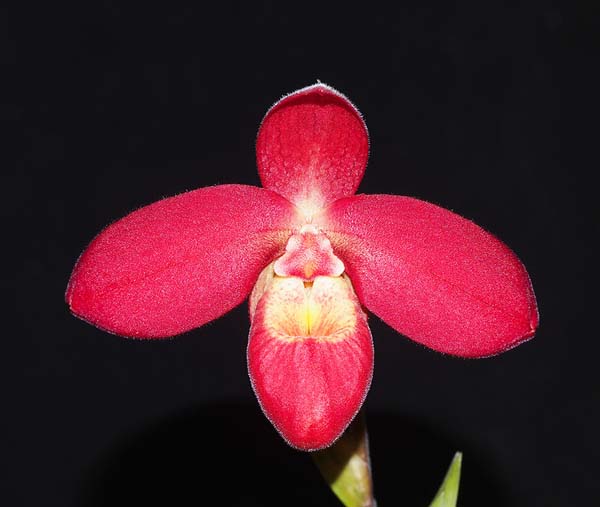Phrag Rouge Boullion