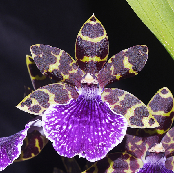 OPEN DIVISION:  Zga Zest x Kuitpo  ...... Grown by J Seidel