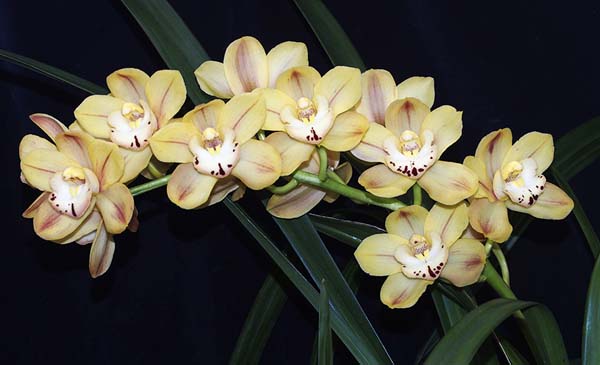 SECOND DIVISION:  Cym Dag x Auriga x Tracey Reddaway  ..........  Grown by Vanda Rounsefell