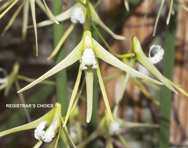 OPEN DIVISION:  Den teretifolium  ..........  Grown by M Willoughby and Oui Ju