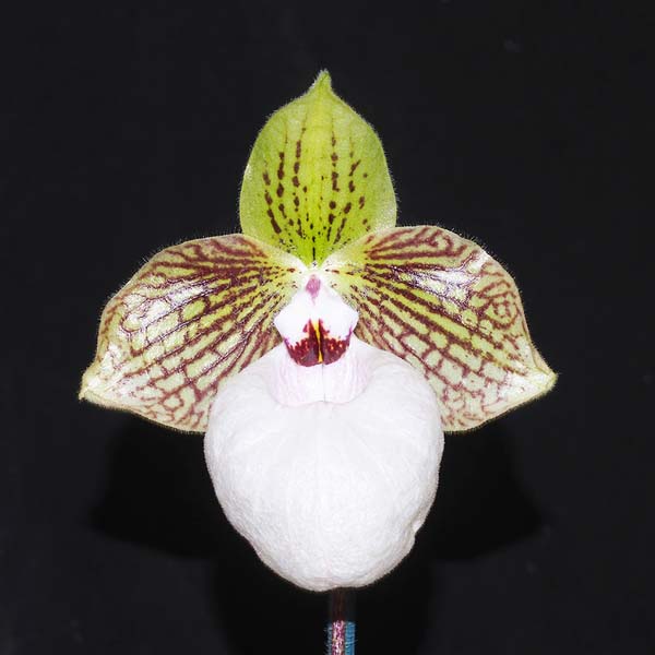 SEEDLING:  Paph Fanaticum ..........  Grown by Michael Willoughby and Oui Ju