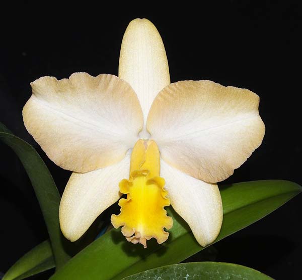 FIRST DIVISION:  Rth Laura Santora  ..........  Grown by J and D Cassar