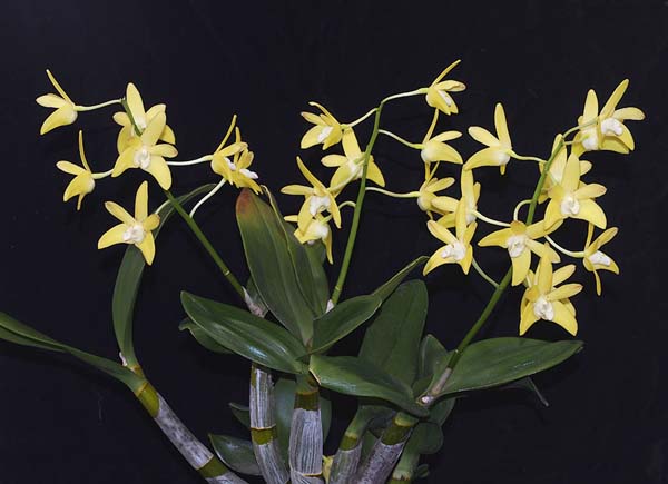 SEEDLING:   Den Brimbank Eclipsed ..........  Grown by M Willoughy and Oui Ju