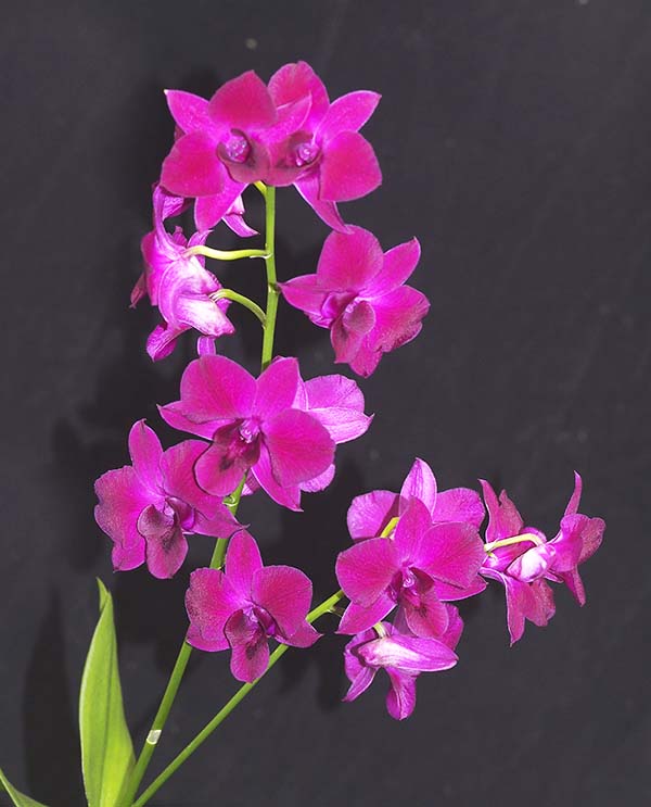 SECOND DIVISION  Den Supernova  ..........  Grown by A  Mussared 