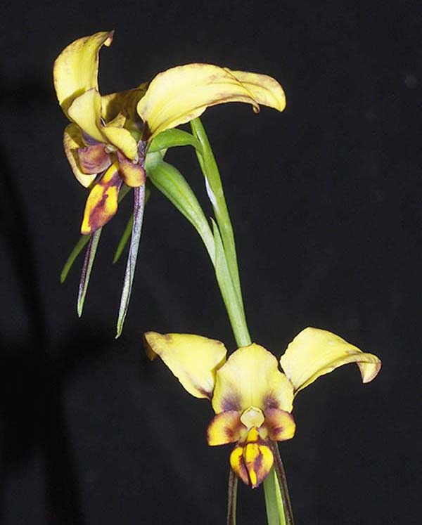 FIRST DIVISION:  Diuris Earwig  ..........  Grown by D Bird