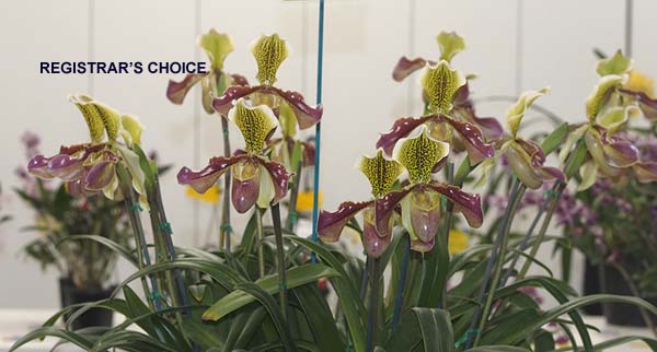 OPEN DIVISION:  Paph Chouvetii Van Dyke  ..........  Grown by M Willoughby and O Ju