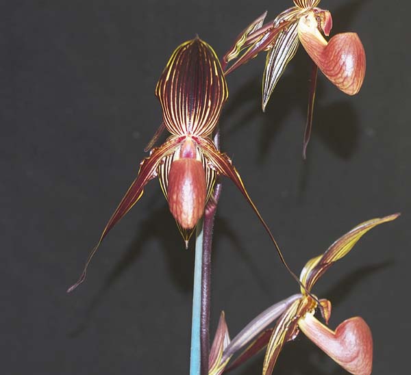 Paph William Ambler