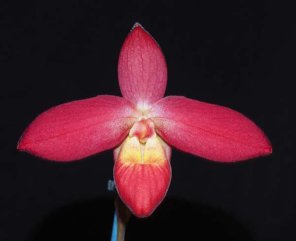 Phrag Rouge Boullion